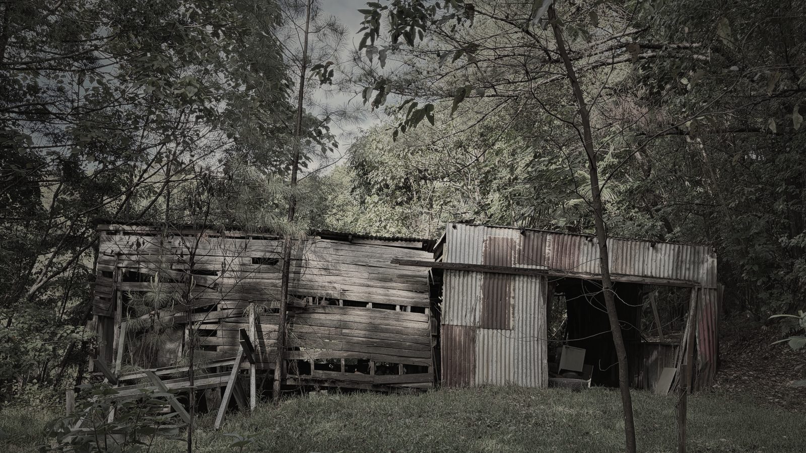 A derelict timber-and-corrugated-iron shed on a grassy rise, half swallowed by trees